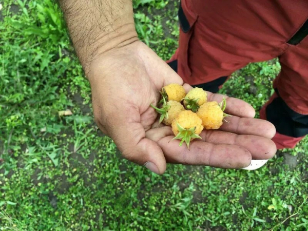 Удивительный сорт малины Беглянка желтая займет достойное место в вашем саду